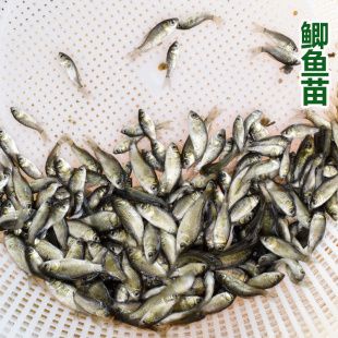 龙鱼喂小鲫鱼好吗（龙鱼可以喂食小鲫鱼吗？） 龙鱼百科 第3张