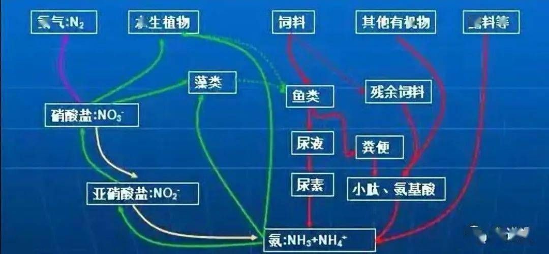 龙鱼硝酸盐安全值（龙鱼硝酸盐安全值控制） 龙鱼百科 第2张