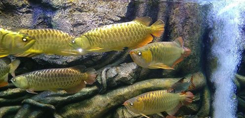 龙鱼鱼鳞上有黑点（龙鱼鱼鳞上出现黑点可能由多种因素引起，可能是多种因素引起） 龙鱼百科 第3张