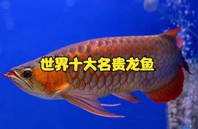 龙鱼总在中层游咋回事（龙鱼总在中层游咋回事龙鱼在水族箱中的游动层可能受到多种影响） 龙鱼百科 第2张