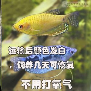 龙鱼嘴尖发白烂了（龙鱼嘴尖发白烂了怎么办） 龙鱼百科 第3张