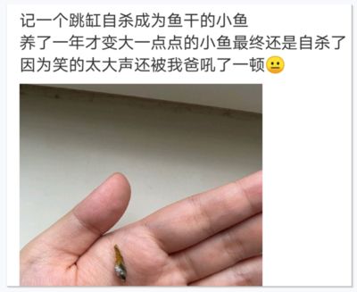 龙鱼嘴尖发白烂了（龙鱼嘴尖发白烂了怎么办） 龙鱼百科 第5张