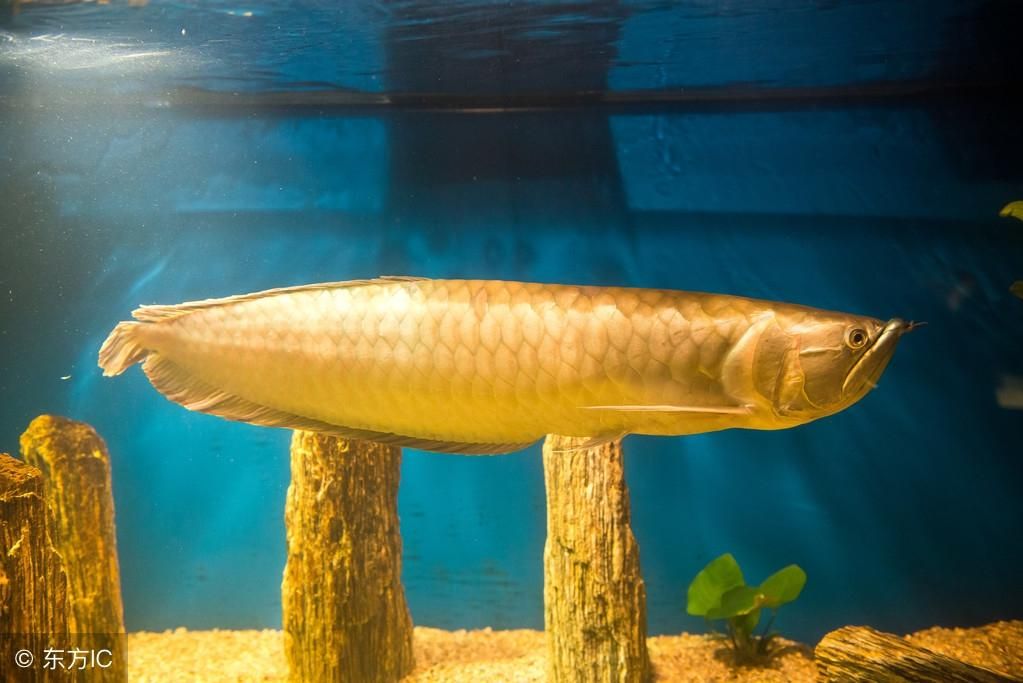 龙鱼总去水族箱出循环水处,怎么了？（龙鱼总去水族箱出循环水处,怎么了?） 龙鱼百科 第5张