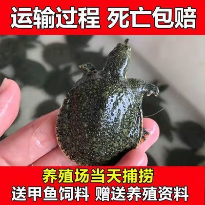 龙鱼运输中掉一片鳞会影响生命吗吗为什么（龙鱼在运输中掉一片鳞会影响生命吗？） 龙鱼百科 第5张