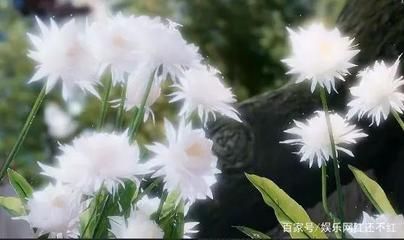 龙鱼总是冰龙向上游怎么办（龙鱼总是冰龙向上游怎么办龙鱼总是冰龙向上游怎么办） 龙鱼百科 第3张