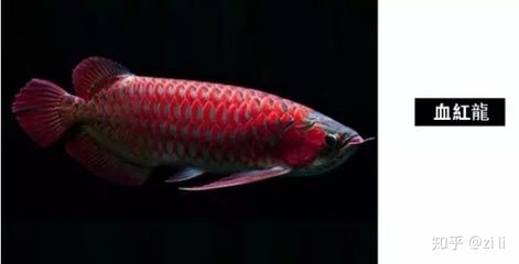 银龙鱼的英文（thescientificarowana） 水族问答