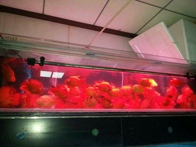 青岛龙鱼批发基地（青岛水族批发市场） 龙鱼百科 第4张