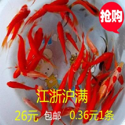 七彩金龙鱼是冷水鱼吗（七彩金龙鱼不是冷水鱼，而是热带淡水观赏鱼）