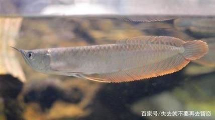 七彩银龙鱼鱼鳍开裂多久可以恢复（七彩银龙鱼鱼鳍开裂的具体恢复时间）