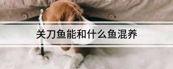 三间鼠能混养龙鱼虎鱼吗（三间鼠鱼和龙鱼可以混养吗？）