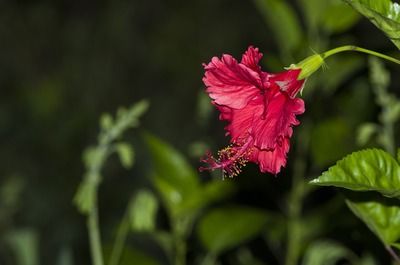 深圳龙鱼批发市场在哪（深圳龙鱼批发市场） 龙鱼百科 第4张