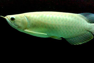 青龙鱼（美丽硬骨舌鱼（青龙鱼（greenarowana））