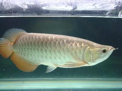 青龙鱼（美丽硬骨舌鱼（青龙鱼（greenarowana）） 龙鱼百科 第4张