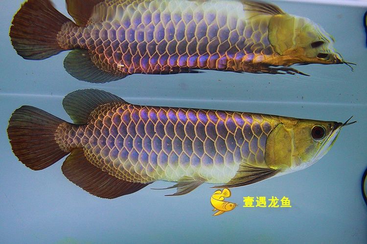 青龙鱼（美丽硬骨舌鱼（青龙鱼（greenarowana））