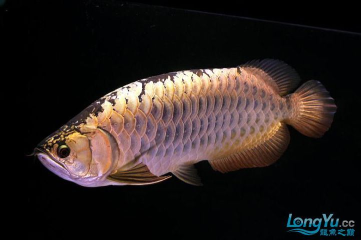 青龙鱼（美丽硬骨舌鱼（青龙鱼（greenarowana）） 龙鱼百科 第5张