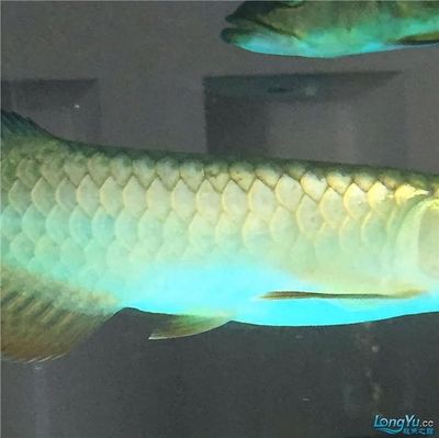 青龙鱼（美丽硬骨舌鱼（青龙鱼（greenarowana））