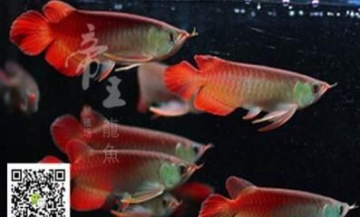 全球水族供应商：祥龙鱼场（祥龙鱼场） 龙鱼百科 第5张