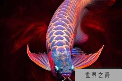 人每天抓龙鱼时间长了会死吗（人每天抓龙鱼会死吗） 龙鱼百科 第4张