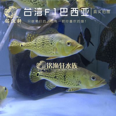 三间鱼咬龙鱼吗（三间鱼会咬伤龙鱼吗？） 龙鱼百科 第4张