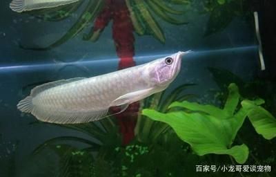 新手养银龙鱼买多大的鱼好（养银龙鱼的鱼缸尺寸） 龙鱼百科 第1张