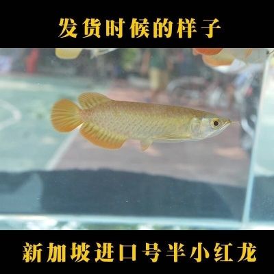 小红龙鱼鱼苗价格 龙鱼百科 第4张