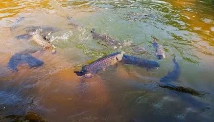 野生龙鱼生活环境（野生龙鱼的生活环境） 龙鱼百科 第4张