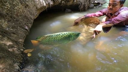 野生龙鱼生活环境（野生龙鱼的生活环境） 龙鱼百科 第5张