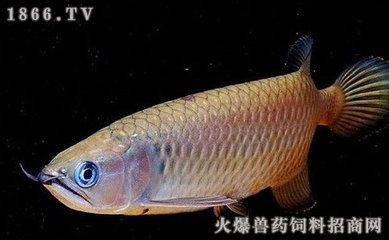 星点龙鱼能长多大（星点龙鱼在理想条件下可以长到多大的尺寸以下是关于星点龙鱼的信息） 龙鱼百科 第5张