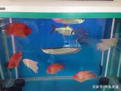 银龙鱼进食后老是张大嘴空咬怎么回事（银龙鱼进食后老是张大嘴空咬可能由多种因素引起） 龙鱼百科 第1张