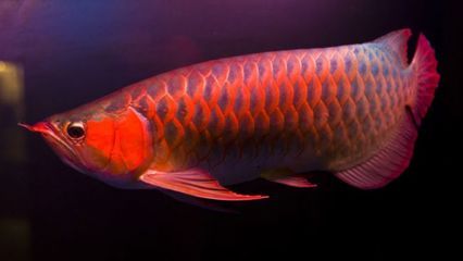 血红龙鱼多大缸（饲养血红龙鱼所需的水族箱尺寸） 龙鱼百科 第1张