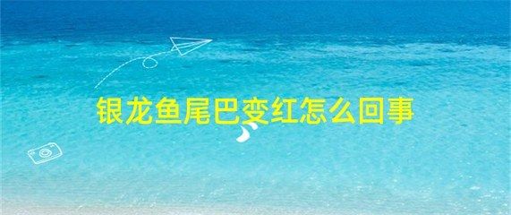 银龙鱼变红了怎么回事（银龙鱼变红可能由多种因素引起，可能是得了皮肤充血病） 龙鱼百科 第3张