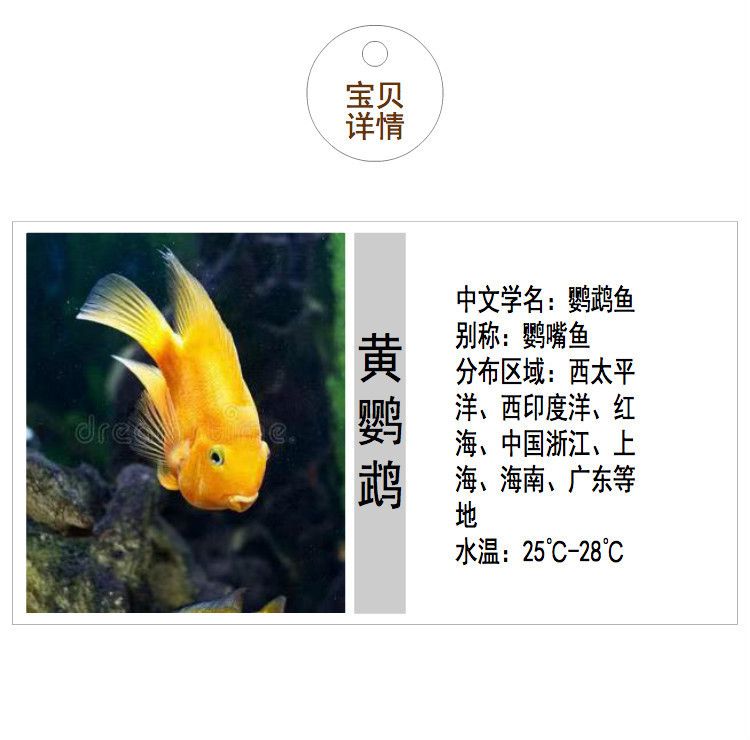 小龙鱼可以吃红虫吗（小龙鱼可以吃红虫吗？） 龙鱼百科 第1张