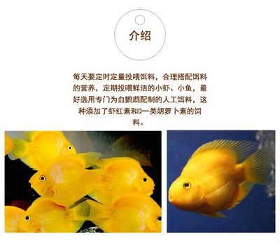 小龙鱼可以吃红虫吗（小龙鱼可以吃红虫吗？） 龙鱼百科 第4张