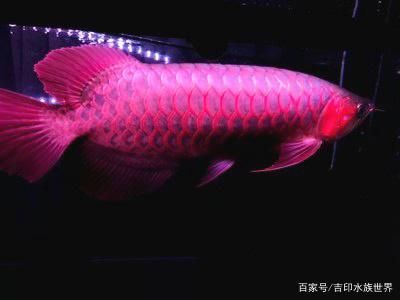 王龙鱼缸价格（王龙鱼缸价格可能高达￥16880.0） 龙鱼百科 第3张