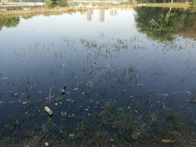 银龙鱼多少度会冻死（银龙鱼在水温低于18℃至20℃时可能会面临死亡的风险） 龙鱼百科 第3张