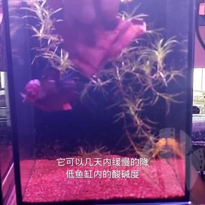 血鹦鹉和龙鱼可以喂生猪肉吗（血鹦鹉和龙鱼会吃猪肉吗？） 龙鱼百科 第5张