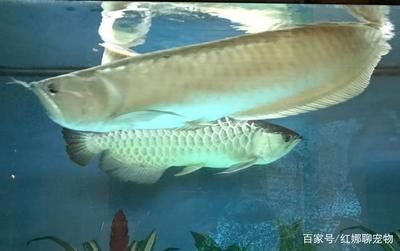 夏天银龙鱼水温33度正常吗（夏天银龙鱼的水温33度正常吗？） 龙鱼百科 第5张