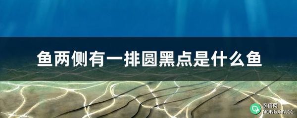 银龙鱼腹部出现红色斑点（银龙鱼腹部出现红色斑点可能由多种因素引起） 龙鱼百科