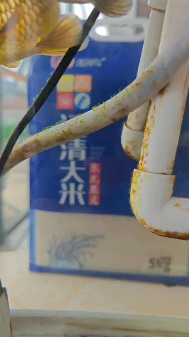 这是要张绿苔的节奏么？（帷艺水族评论：把褐藻都刮了，帷艺水族评论：是的） 观赏鱼论坛