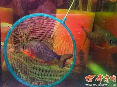 西安水族批发市场vs祥龙鱼场（西安水族批发市场） 龙鱼百科 第2张