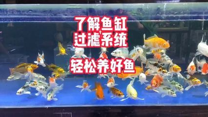 西安水族批发市场vs祥龙鱼场（西安水族批发市场） 龙鱼百科 第1张