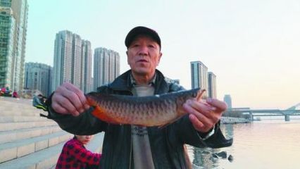 银龙鱼可以放生吗（银龙鱼可以放生吗？） 龙鱼百科 第4张