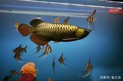 精品（帷艺水族评论：挺圆挺尖） 观赏鱼论坛 第4张