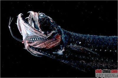 金龙鱼英文怎么写（apexpredatorsofthegoldendragonfish） 水族问答