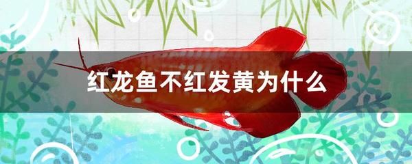 养了4年的红龙鱼怎么不红（养了4年的红龙鱼不红可能涉及多个方面的原因是什么） 龙鱼百科 第3张