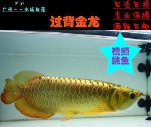 小金龙鱼苗10至15公分（10至15公分小金龙鱼苗的价格） 龙鱼百科 第4张