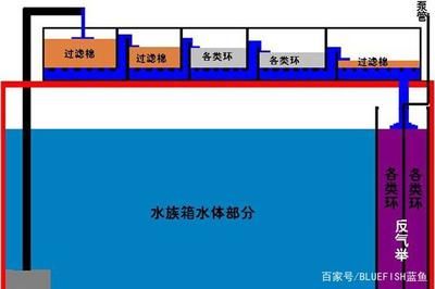 养龙鱼滤材应怎样放置（养龙鱼时滤材的正确放置） 龙鱼百科 第3张