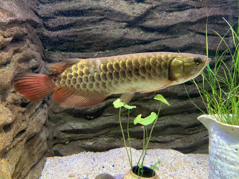 野生金龙鱼多贵（野生金龙鱼价格差异大，从几百元到上百万元不等） 龙鱼百科 第4张