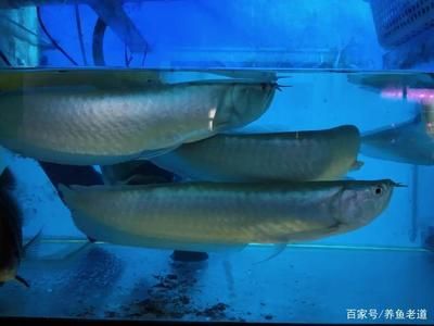 一米八鱼缸养几条龙鱼好（一米八的鱼缸可以养18条龙鱼吗？） 龙鱼百科 第4张