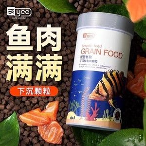 银龙鱼可以喂锦鲤饲料吗（银龙鱼可以吃锦鲤吗？） 龙鱼百科 第4张